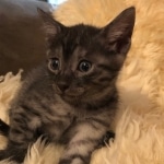 Mau, SMoke, Male, DOB 8-3-19