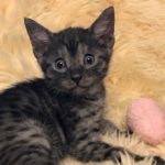 Mau, SMoke, Male, DOB 8-3-19