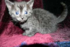 Cinder Egyptian Mau Smoke Male #2 lots of spots DOB 6/9/15