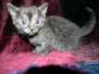Cinder Egyptian Mau Smoke Male #2 lots of spots DOB 6/9/15