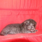 Egyptian Mau DOB 6/9/15 Smoke Male