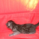 Egyptian Mau DOB 6/9/15 Smoke Male