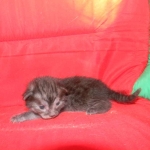 Egyptian Mau DOB 6/9/15 Smoke Male