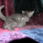 Egyptian Mau DOB 6/9/15 Smoke Male