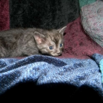 Egyptian Mau DOB 6/9/15 Smoke Male