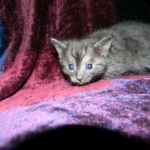 Egyptian Mau DOB 6/9/15 Smoke Male