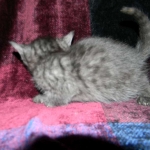 Egyptian Mau DOB 6/9/15 Smoke Male