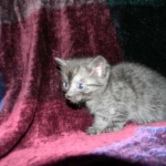 Egyptian Mau DOB 6/9/15 Smoke Male