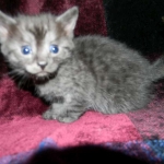 Egyptian Mau DOB 6/9/15 Smoke Male