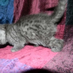 Egyptian Mau DOB 6/9/15 Smoke Male