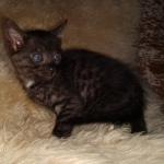 Mau, smoke, male, DOB 10-13-20