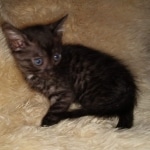 Mau, smoke, male, DOB 10-13-20