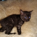 Mau, smoke, male, DOB 10-13-20