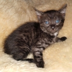 Mau, smoke, male, DOB 10-13-20