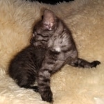 Mau, smoke, male, DOB 10-13-20