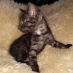 Mau, smoke, male, DOB 10-13-20