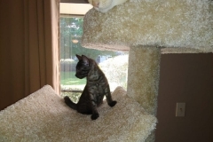 Asher, Egyptian Mau smoke male DOB 2-14-19