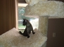 Asher, Egyptian Mau smoke male DOB 2-14-19
