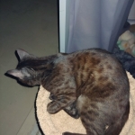 Asher, Mau, smoke, Male DOB 2-14-19