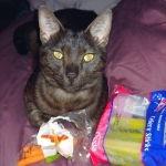 Asher, Mau, smoke, Male DOB 2-14-19