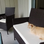 Asher, Mau, smoke, Male DOB 2-14-19