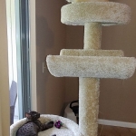 Asher, Mau, smoke, Male DOB 2-14-19