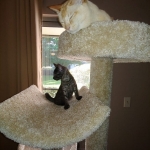 Asher, Mau, smoke, Male DOB 2-14-19