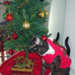 Asher, Mau, smoke, Male DOB 2-14-19