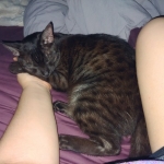 Asher, Mau, smoke, Male DOB 2-14-19