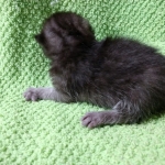 Mau, smoke, Male DOB 2-14-19