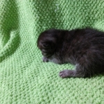 Mau, smoke, Male DOB 2-14-19