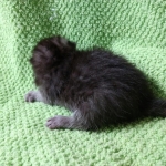 Mau, smoke, Male DOB 2-14-19