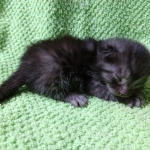 Mau, smoke, Male DOB 2-14-19