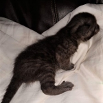 Mau, smoke, Male DOB 2-14-19