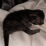 Mau, smoke, Male DOB 2-14-19