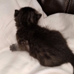 Mau, smoke, Male DOB 2-14-19