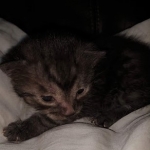 Mau, smoke, Male DOB 2-14-19