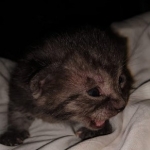 Mau, smoke, Male DOB 2-14-19