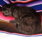 Mau, smoke, Male DOB 2-14-19