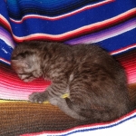 Mau, smoke, Male DOB 2-14-19