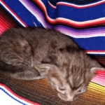 Mau, smoke, Male DOB 2-14-19