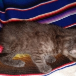 Mau, smoke, Male DOB 2-14-19