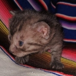 Mau, smoke, Male DOB 2-14-19