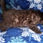 Asher, Mau, smoke, Male DOB 2-14-19