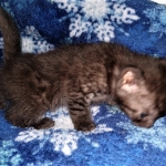 Asher, Mau, smoke, Male DOB 2-14-19