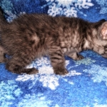 Asher, Mau, smoke, Male DOB 2-14-19