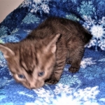 Asher, Mau, smoke, Male DOB 2-14-19