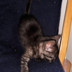 Asher, Mau, smoke, Male DOB 2-14-19