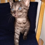 Asher, Mau, smoke, Male DOB 2-14-19