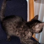 Asher, Mau, smoke, Male DOB 2-14-19